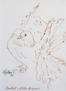 Fantail, White Pigeons