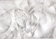 Milkweed #1